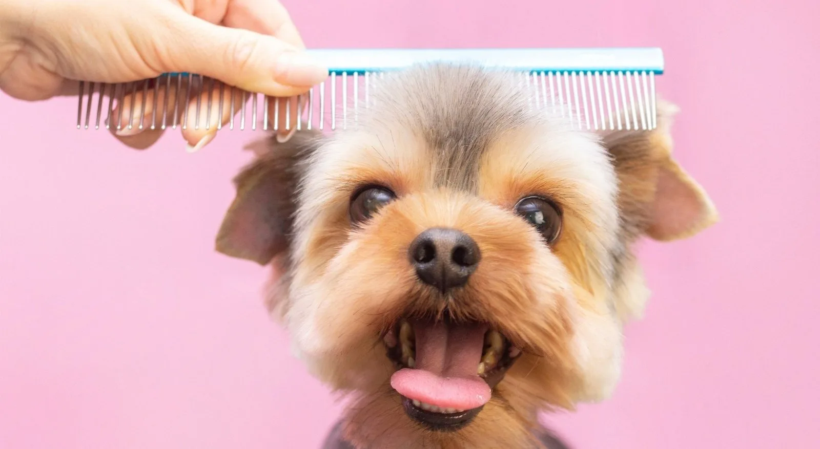 Yorkshire terrier mid-groom, tongue out under the comb