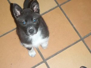 Blue-eyed husky puppy on a tiled floor