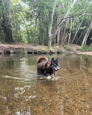 Dark husky-type dog wading in a forest creek