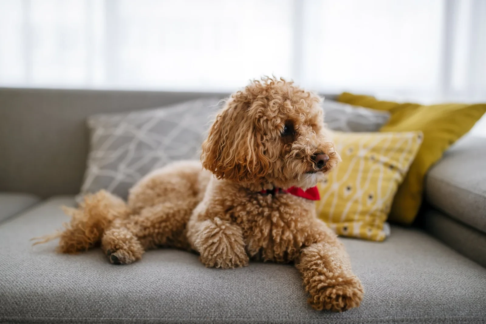 Freshly groomed apricot toy poodle in a red bow-tie, resting on a sofa
