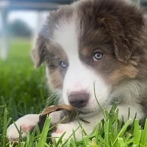 Red-merle collie/aussie puppy close-up in grass, heterochromia eyes