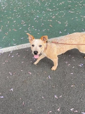 Tan cattle dog on petal-strewn pavement, on lead