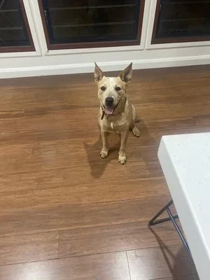Tan cattle dog sitting on a wooden floor, ears pricked up