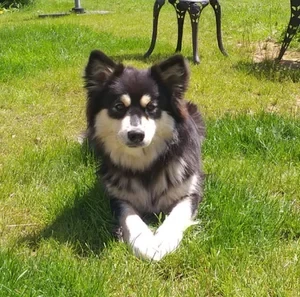 Black-and-tan Finnish lapphund lying on sunny grass