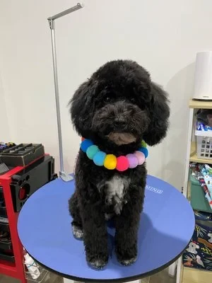 Freshly groomed black poodle with rainbow collar on the salon grooming table