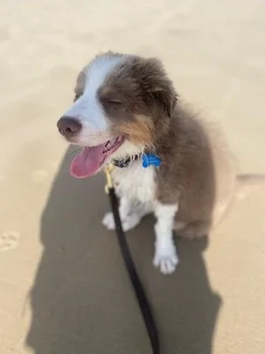 Groomed brown-and-white aussie pup, tongue out, on the beach